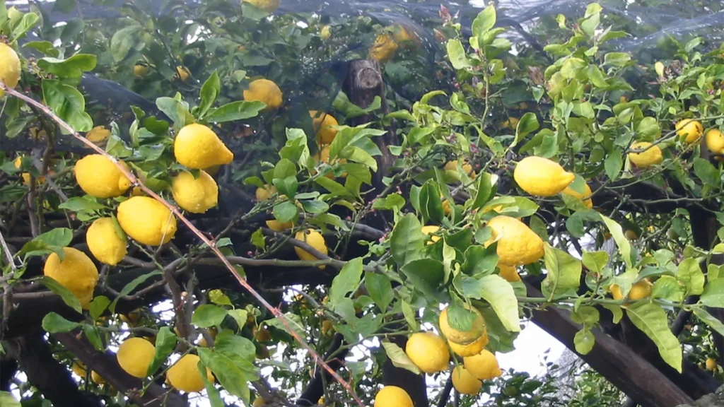 A vibrant lemon tree laden with ripe fruit, set against the picturesque backdrop of the Amalfi Coast, with its scenic cliffs and blue sea.